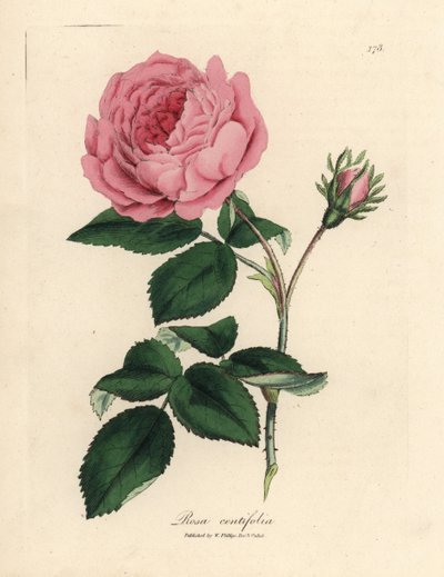 Büyük pembe yüz yapraklı gül, Rosa centifolia by James Sowerby