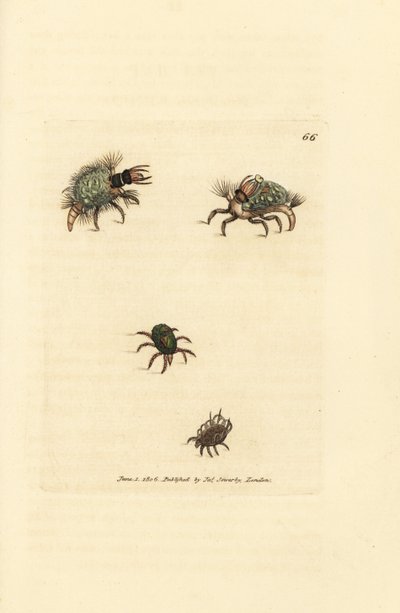 Hemerobius'un (bağcıklı) larvası likenle kaplı, akar, Acarus amictus ve küçük sepet akarı, Acarus corbicula. The British Miscellany'den James Sowerby'nin el boyaması bakır levha gravürü veya yeni, nadir veya az bilinen anilerin renkli figürleri by James Sowerby