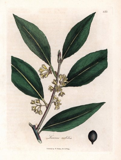 Laurie sosu. Botanique Medicinale'de James Sowerby'nin (1757-1822) bir çiziminden elde boyanmış bakır gravür by James Sowerby