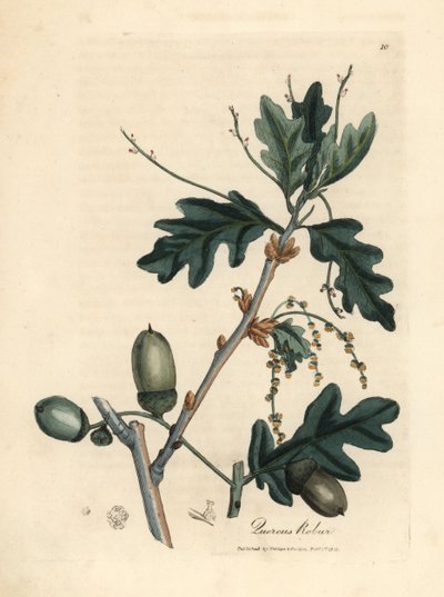 Adi meşe Quercus robur'un yaprakları ve meşe palamudu by James Sowerby