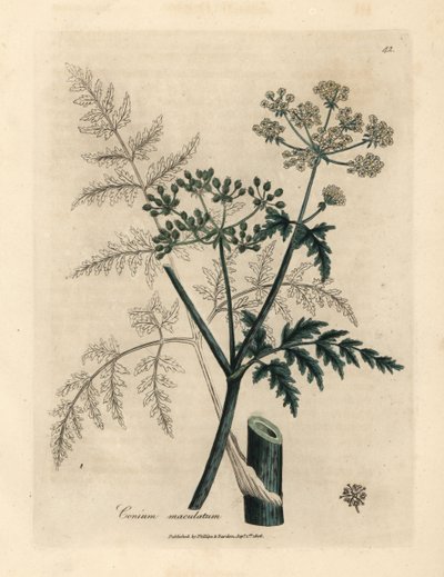 Baldıran otu yaprakları ve çiçekleri, Conium maculatum by James Sowerby