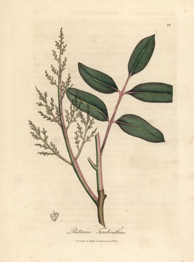 Chian ağacının veya Kıbrıs terebentin ağacının yaprakları ve çiçekleri, Pistacia terebinthus by James Sowerby
