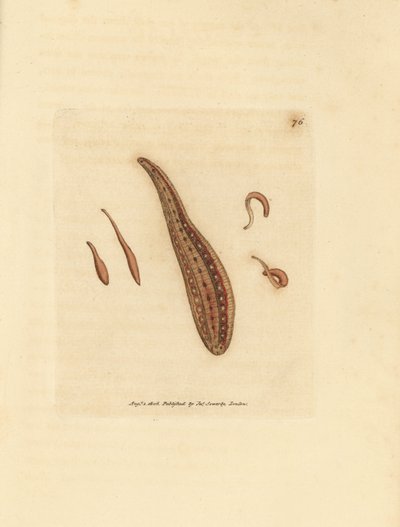 Sülük, Hirudo sirkülasyonları. The British Miscellany'den James Sowerby tarafından elle boyanmış bakır levha gravürü veya yeni, nadir veya az bilinen hayvan konularının renkli figürleri. by James Sowerby