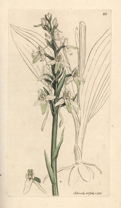 Küçük kelebek orkide, Platanthera bifolia (Orchis bifolia). James Smith's English Botany, Londra'dan James Sowerby tarafından yapılan bir illüstrasyondan sonra elle boyanmış bakır levha gravürü by James Sowerby