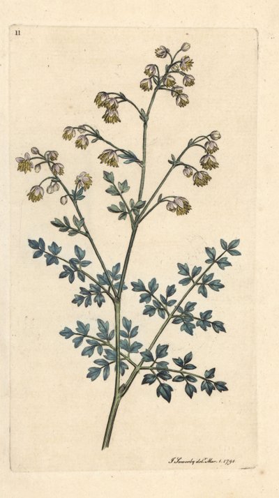 Küçük çayır caddesi, Thalictrum eksi. James Smith's English Botany, Londra'dan James Sowerby tarafından yapılan bir illüstrasyondan sonra elle boyanmış bakır levha gravürü by James Sowerby
