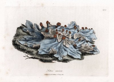 Liken variete - Kül renkli öğütülmüş ciğerotu, Lichen caninus. William Woodville'den James Sowerby ve Sir William Jackson Hooker'ın "" Medical Botany"," John Bohn, Londra'dan yaptığı bir botanik illüstrasyondan elle boyanmış by James Sowerby