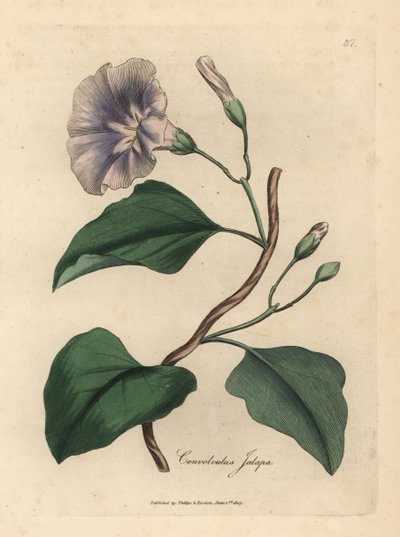 Leylak çiçekli jalap gündüzsefası, Colvolvulus jalapa by James Sowerby