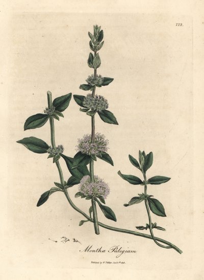 Leylak çiçekli pennyroyal nane, Mentha kasnağı by James Sowerby