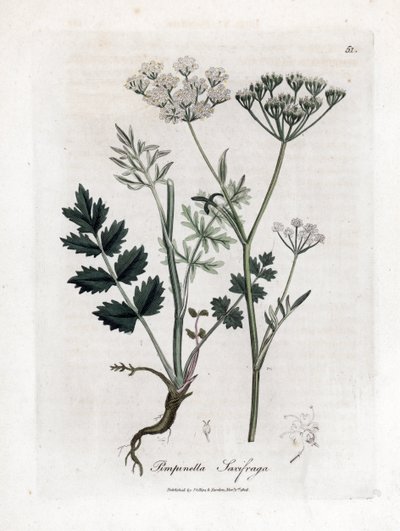 Yer saksafon - Burnet saksafon, Pimpinella saxifraga. William Woodville'den James Sowerby ve Sir William Jackson Hooker'ın "" Medical Botany"," John Bohn, Londra'dan yaptığı bir botanik illüstrasyondan elle boyanmış bakır le by James Sowerby