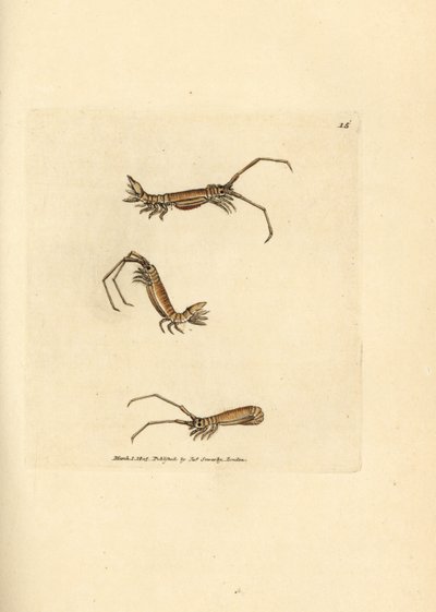 Uzun boynuzlu izopod, Astacilla longicornis (Oniscus longicornis). The British Miscellany'den James Sowerby tarafından elle boyanmış bakır levha gravürü veya yeni, nadir veya az bilinen hayvan konularının renkli figürleri. by James Sowerby