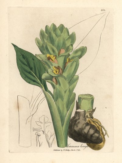 Uzun köklü zerdeçal, Curcuma longa by James Sowerby