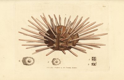 Uzun omurga kayrak kalem deniz kestanesi, Cidaris cidaris (Echinus cidaris). The British Miscellany'den James Sowerby tarafından elle boyanmış bakır levha gravürü veya yeni, nadir veya az bilinen hayvan konularının renkli figürleri. by James Sowerby