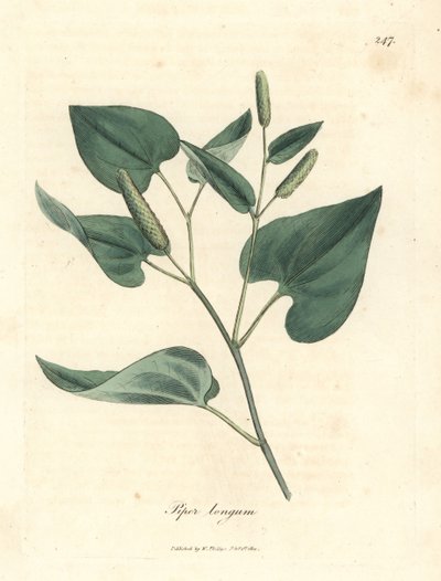 Uzun biber, Piper longum by James Sowerby