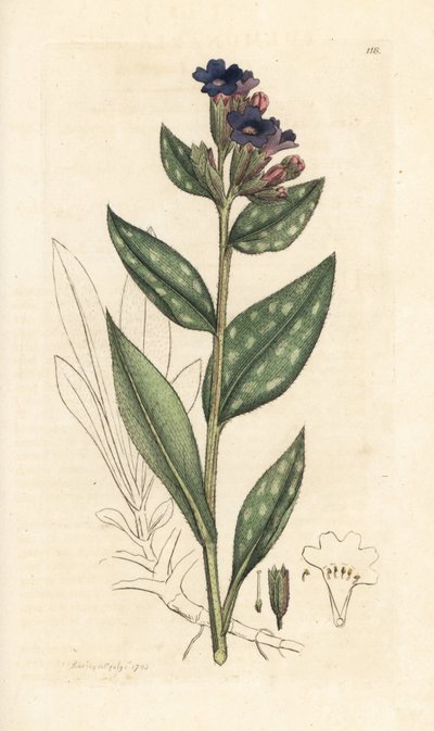 Lungwort, Pulmonaria officinalis (pulmoner) James Smith's English Botany, Londra'dan James Sowerby tarafından yapılan bir illüstrasyondan sonra elle boyanmış bakır levha gravürü by James Sowerby