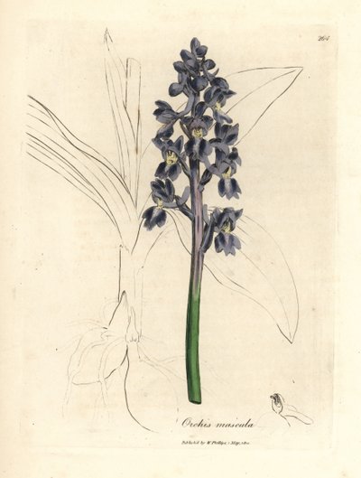 Erkek orkideler, erkek orkideler by James Sowerby