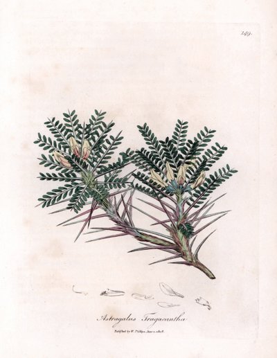 Marsilya Astragalus veya anne yastığı - Keçi dikenli süt fiğ, Astragalus tragacantha. William Woodville'den James Sowerby ve Sir William Jackson Hooker'ın "" Medical Botany"," John adlı eserinden bir botanik illüstrasyondan elde by James Sowerby