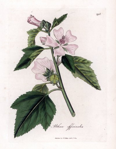 Hatmi officinale veya vahşi veya beyaz mor hatmi, Althaea officinalis. William Woodville'den James Sowerby ve Sir William Jackson Hooker'ın "" Medical Botany"," John Bohn, Londo'dan yaptığı bir botanik illüstrasyondan elde b by James Sowerby