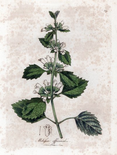 Melisse officinale veya melisse limon otu - Ortak melisa, Melissa officinalis. William Woodville'den James Sowerby ve Sir William Jackson Hooker'ın "" Medical Botany"," John Bohn, Londra'dan yaptığı bir botanik illüstrasyond by James Sowerby