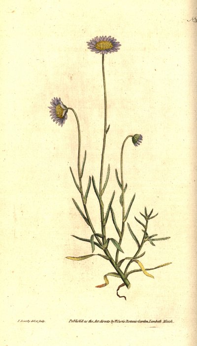Mignonette Aster - Felicia tenella (Brisly yapraklı aster, Aster tenellus). William Curtis'in The Botanical Magazine'den James Sowerby'nin el boyaması bakır levha gravürü ve botanik çizimi, Lambeth Marsh, Londra by James Sowerby