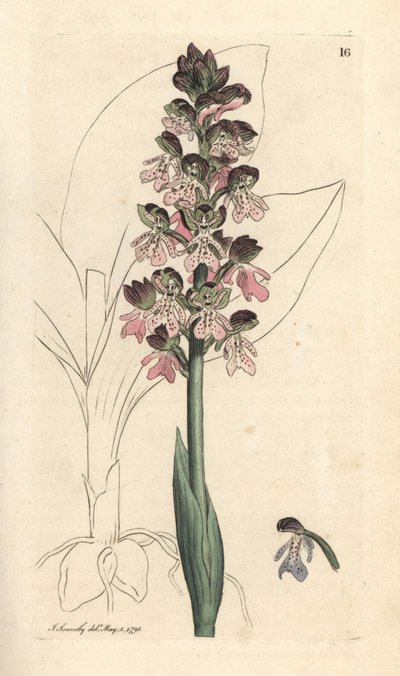 Askeri orkideler, Orchis militaris (Orchis savaşçısı) James Sowerby'nin James Smith's English Botany, Londra'dan yaptığı bir illüstrasyondan sonra elle boyanmış bakır levha gravürü by James Sowerby