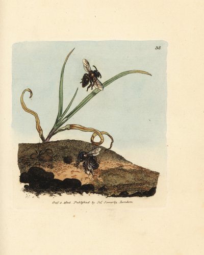 Maden arısı, Andrena nigroaenea (Melitta nigro-aenea). The British Miscellany'den James Sowerby'nin El Boyalı Bakır Levha Gravürü veya Yeni, Nadir veya Az Bilinen Hayvan Konularının Renkli Figürleri. by James Sowerby