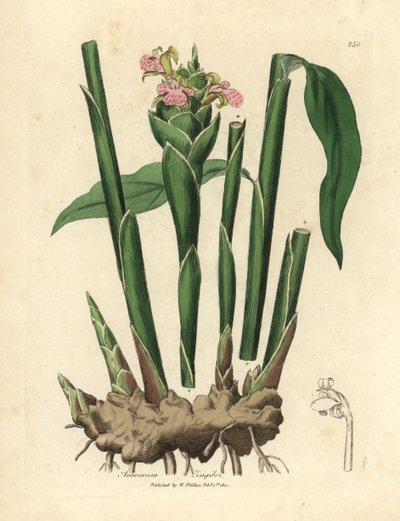 Dar yapraklı zencefil, Zingiber officinale by James Sowerby
