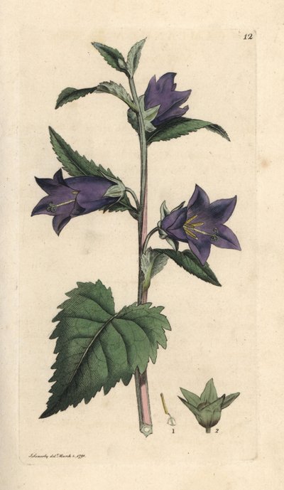 Isırgan yapraklı çan çiçeği, Campanula trachelium (Campanule gantelee) James Smith's English Botany, Londra'dan James Sowerby tarafından yapılmış bir illüstrasyondan sonra elle boyanmış bakır levha gravürü by James Sowerby