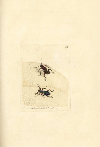 Kuzey kumul kaplan böceği, Cicindela hybrida. The British Miscellany'den James Sowerby tarafından elle boyanmış bakır levha gravürü veya yeni, nadir veya az bilinen hayvan konularının renkli figürleri. by James Sowerby