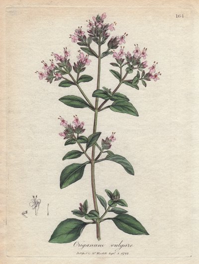 Kekik. Botanique Medicinale'de James Sowerby'nin (1757-1822) bir çiziminden elde boyanmış bakır gravür by James Sowerby