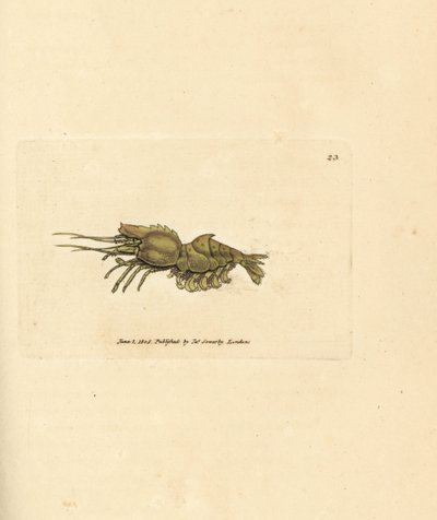 Papağan karidesi, Spirontocaris spinus (Spine destekli karides; Cancer spinus). The British Miscellany'den James Sowerby tarafından elle boyanmış bakır levha gravürü veya yeni, nadir veya az bilinen hayvan konularının renkli figürleri. by James Sowerby