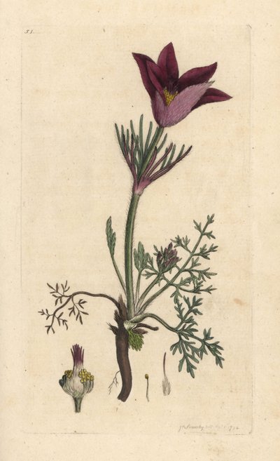 Pasqueflower, Anemone pulsatilla (pulsatille) James Smith's English Botany, Londra'dan James Sowerby tarafından yapılan bir illüstrasyondan sonra elle boyanmış bakır levha gravürü by James Sowerby