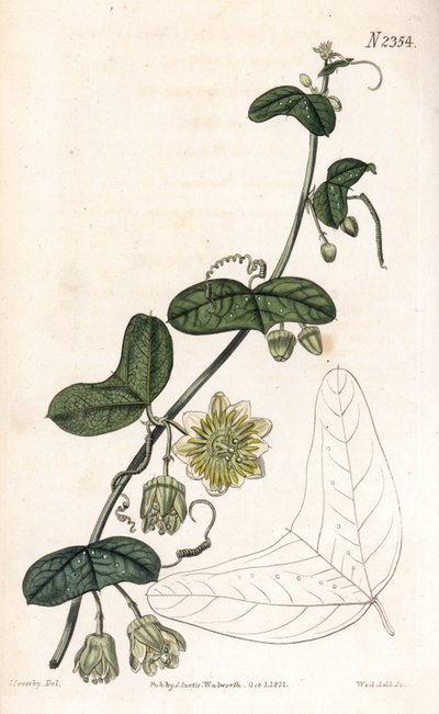 Tutku çiçeği çeşidi - Passiflora biflora (Hilal yapraklı çarkıfelek, Passiflora lunata). Samuel Curtis'in "" Botanical Magazine"," Londra'sından James Sowerby'nin bir illüstrasyonundan sonra Weddell tarafından elle boyanmış  by James Sowerby