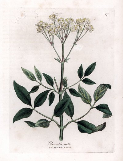 Çok yıllık akasma - Dik bakireler çardak, Clematis recta. William Woodville'den James Sowerby ve Sir William Jackson Hooker'ın “” Medical Botany,” John Bohn, Londra'dan yaptığı bir botanik illüstrasyondan elle boyanmış bakır levha gravürü by James Sowerby