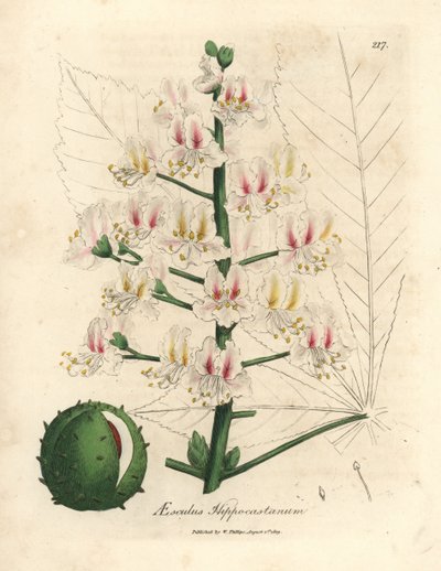 At kestanesi ağacının pembe çiçeği ve meyvesi, Aesculus hippocastanum by James Sowerby