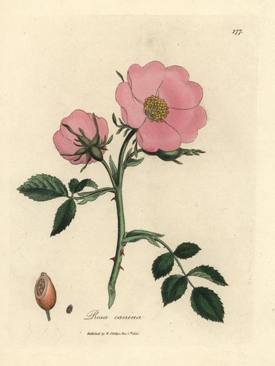 Kuşburnu ile pembe köpek gülü, Rosa canina by James Sowerby