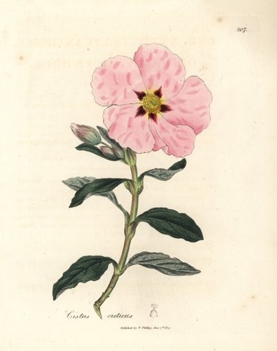 Pembe çiçekli Girit cistus, Cistus creticus by James Sowerby