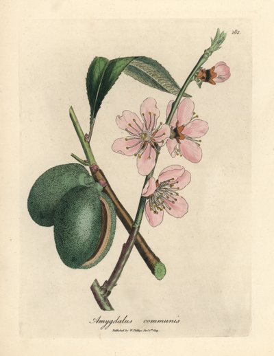 Pembe çiçekli badem ağacı, Amygdalus communis by James Sowerby