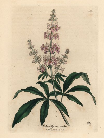 Pembe çiçekli iffetli ağaç, Vitex agnus castus by James Sowerby