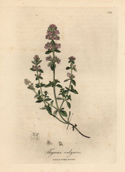 Pembe çiçekli bahçe kekiği, Thymus vulgaris by James Sowerby
