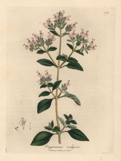 Pembe çiçekli yabani mercanköşk, Origanum vulgare by James Sowerby