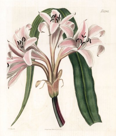 Pembe zambak çeşidi - Pembe çizgili trompet zambağı, Crinum latifolium (Molucca crinum, Crinum moluccanum). Samuel Curtis'in "" Botanical Magazine"," Londra'sından James Sowerby'nin bir illüstrasyonundan sonra Weddell tarafı by James Sowerby