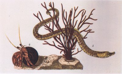 Pipe Fish ve Hermit Crab, İngiltere