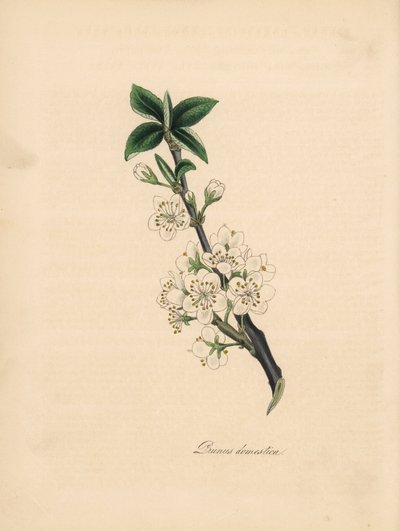 Erik ağacı - Yaygın erik ağacı, Prunus domestica. James Sowerby tarafından William Woodville'in “Medical Botany” adlı kitabından alınan bir çizimden alınmıştır. by James Sowerby