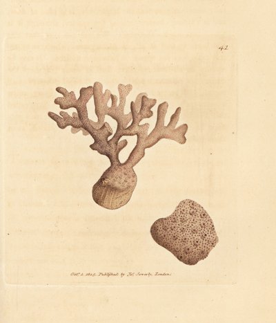 Porella sıkıştırması (Millepora sıkıştırması). The British Miscellany'den James Sowerby tarafından elle boyanmış bakır levha gravürü veya yeni, nadir veya az bilinen hayvan konularının renkli figürleri. by James Sowerby
