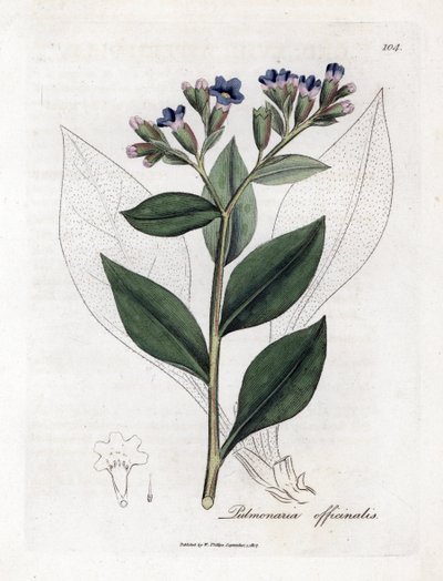 Pulmoner officinale - Lungwort, Pulmonia officinalis. William Woodville'den James Sowerby ve Sir William Jackson Hooker'ın “” Medical Botany,” John Bohn, Londra'dan yaptığı bir botanik illüstrasyondan elle boyanmış bakır levha gravürü by James Sowerby