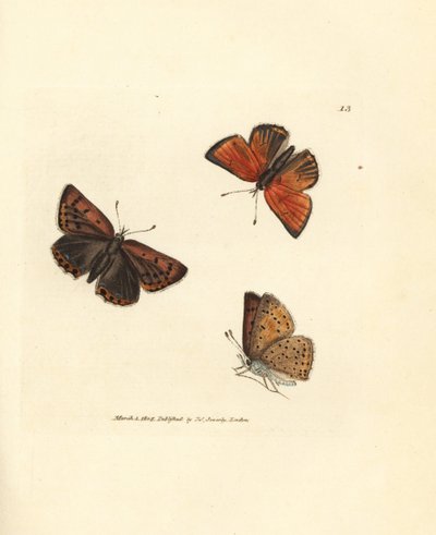 Saf kenarlı bakır kelebek, Lycaena su aygırı. The British Miscellany'den James Sowerby tarafından elle boyanmış bakır levha gravürü veya yeni, nadir veya az bilinen hayvan konularının renkli figürleri. by James Sowerby