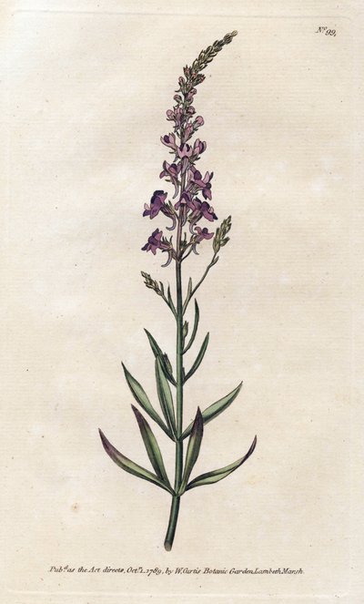 Mor Linar - Litografi, James Sowerby (1757-1822), William Curtis'in Botanik Dergisi'nden (1746-1799) by James Sowerby