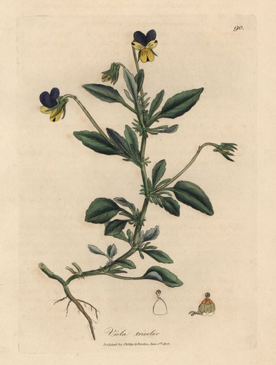 Mor ve sarı homo, Viola tricolor by James Sowerby