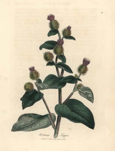 Mor çiçekli dulavratotu, Arctium lappa by James Sowerby