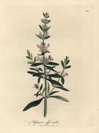 Mor çiçekli çördük, Hyssopus officinalis by James Sowerby